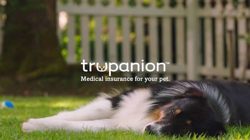 trupanion largest tech companies seattle