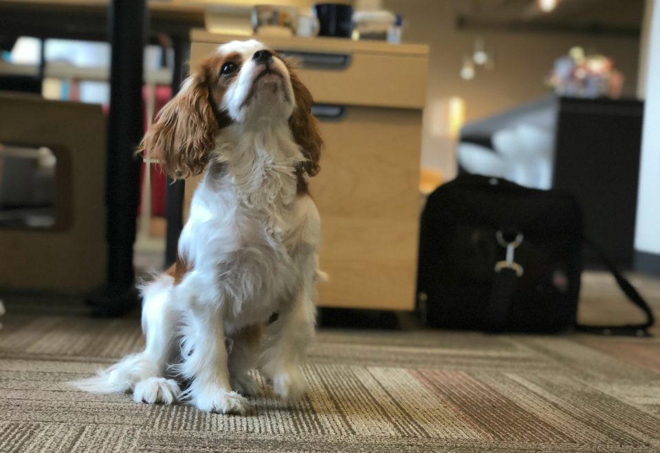 photo dog-friendly office Kipp spaniel