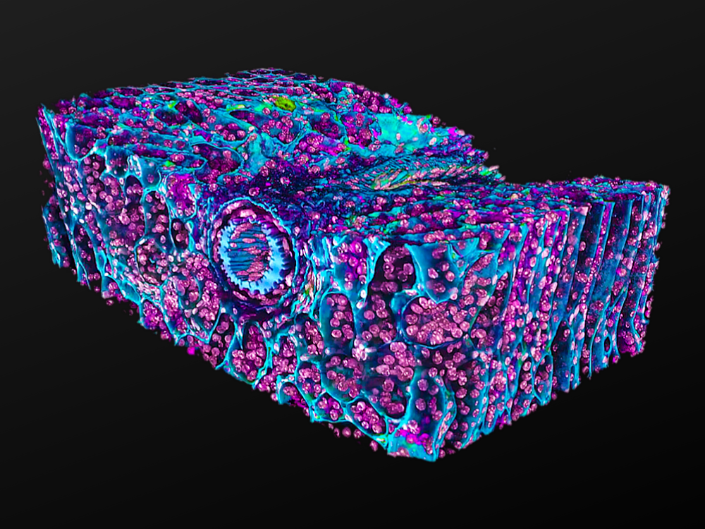 Lightspeed Microscopy's 3D render of a kidney