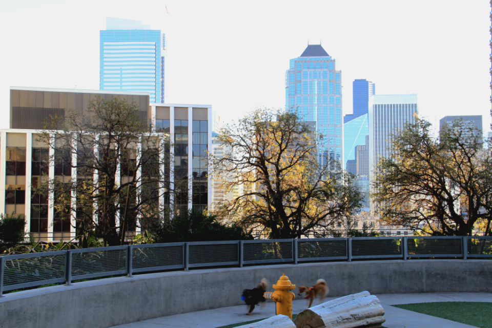 amazon high rise dog park doppler building