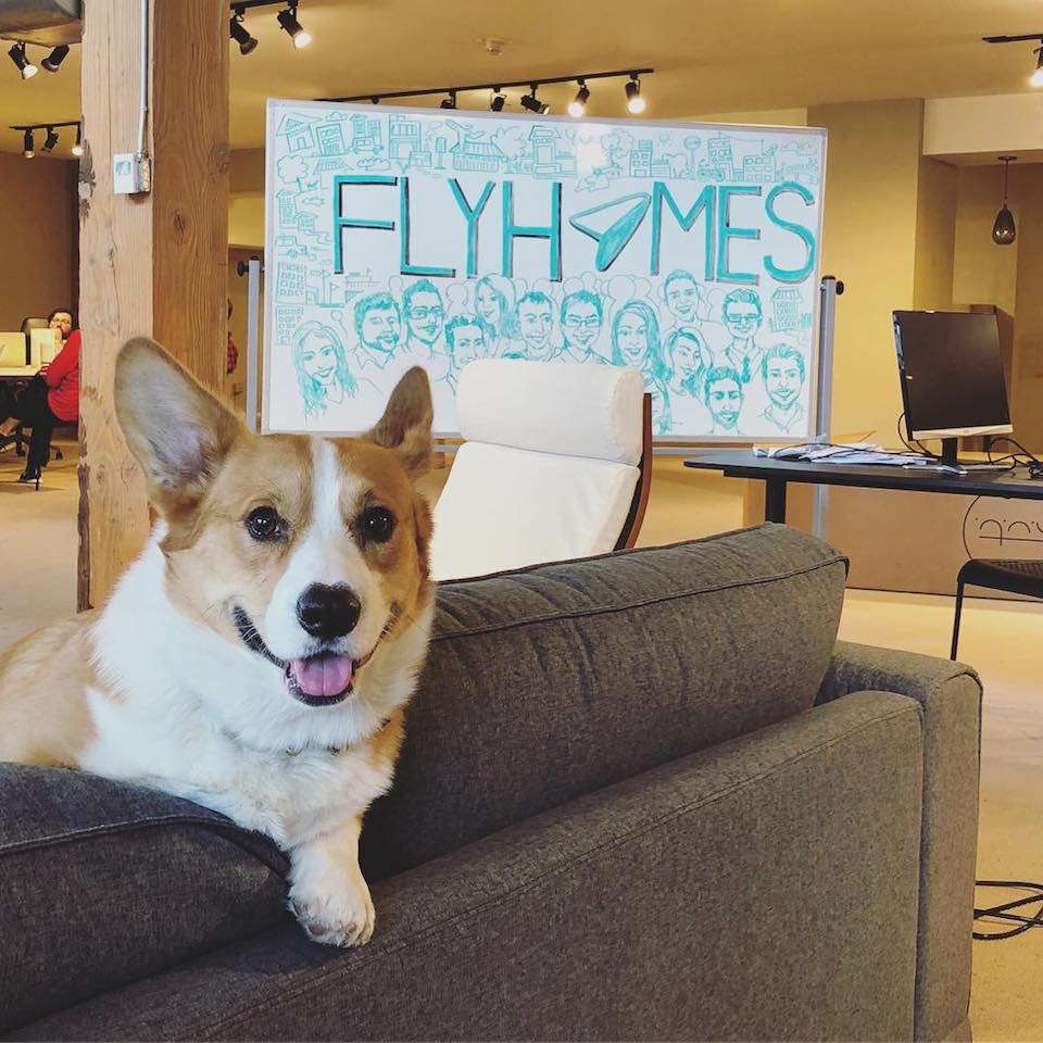 FlyHomes office dog corgi