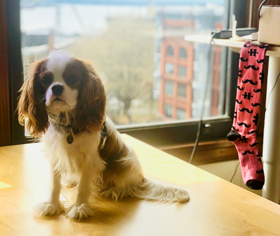 xealth dog-friendly office