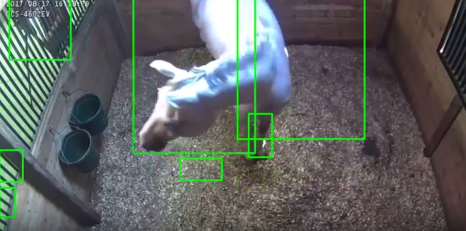 magic ai animal monitoring technology