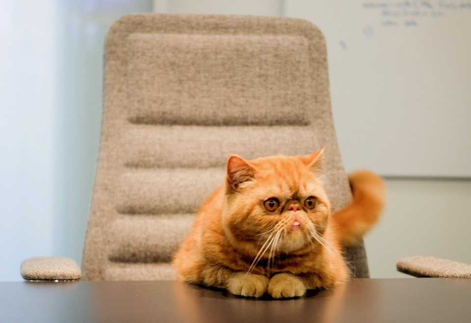 ookla office cat seattle tech