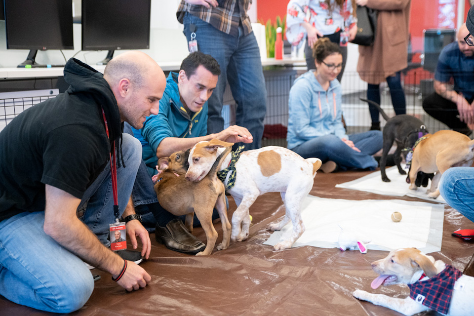 pushpay redmond tech startup dogs and puppies