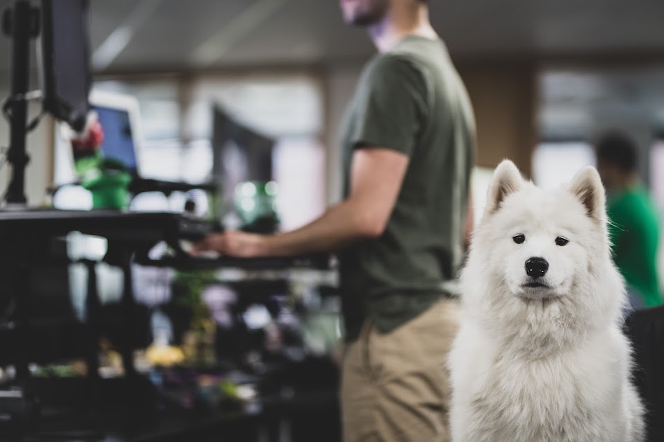 rover dog in office seattle pet tech company