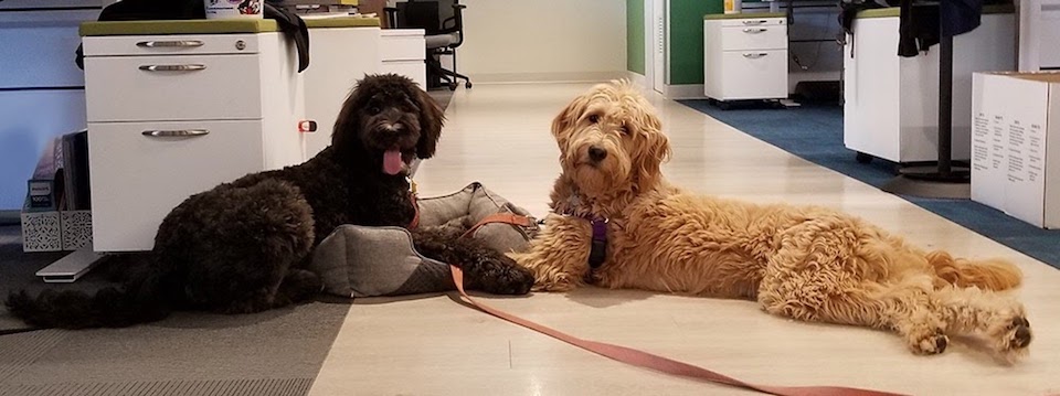 avvo office dogs taro and penny