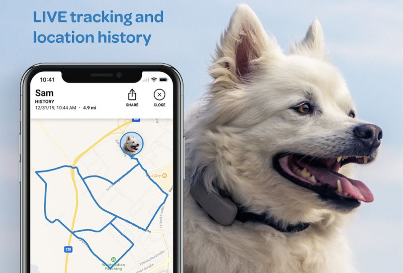 Austrian Pet Tracker Company Tractive Is Expanding in Seattle