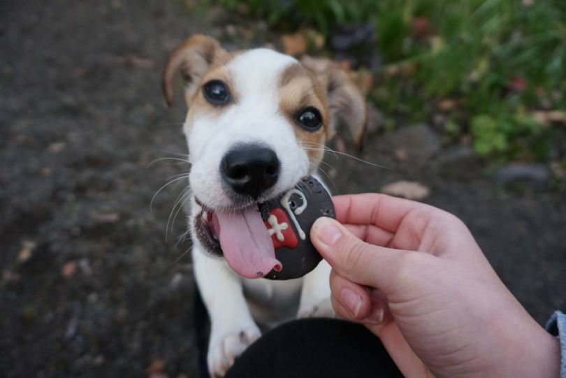 petriage vet startup seattle