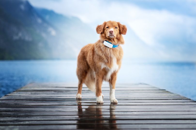 Austrian Pet Tracker Company Tractive Is Expanding in Seattle